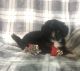 Bernedoodle Puppies for sale in Mt Pleasant, MI 48858, USA. price: NA
