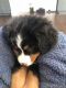 Bernese Mountain Dog Puppies for sale in Palos Park, IL 60464, USA. price: $1,600