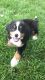 Bernese Mountain Dog Puppies for sale in Chicago, IL, USA. price: $1,700