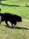 Bernese Mountain Dog Puppies for sale in 140 Doe Hill Way, Woodstock, VT 05091, USA. price: NA