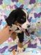 Bernese Mountain Dog Puppies for sale in Cleveland, OH, USA. price: $500