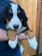 Bernese Mountain Dog Puppies for sale in Auburn, WA, USA. price: $2,500