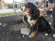 Bernese Mountain Dog Puppies for sale in Mt Gilead, OH 43338, USA. price: $1,000