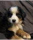 Bernese Mountain Dog Puppies for sale in Tupelo, MS, USA. price: $1,000
