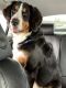 Bernese Mountain Dog Puppies for sale in Silverdale, WA, USA. price: $2,000