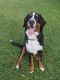 Bernese Mountain Dog Puppies for sale in Louisville, OH 44641, USA. price: NA