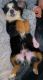 Bernese Mountain Dog Puppies for sale in OH-747, West Chester Township, OH, USA. price: $2