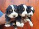 Bernese Mountain Dog Puppies for sale in Los Angeles St, Eilat, Israel. price: 650 ILS