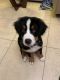 Bernese Mountain Dog Puppies for sale in Pembroke Pines, FL, USA. price: NA