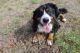 Bernese Mountain Dog Puppies for sale in Preston, ID 83263, USA. price: $500