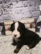 Bernese Mountain Dog Puppies for sale in Dayton, OH, USA. price: NA