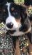 Bernese Mountain Dog Puppies for sale in Bloomfield, IN 47424, USA. price: NA