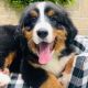 Bernese Mountain Dog Puppies for sale in Springdale, AR, USA. price: $2,000