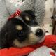 Bernese Mountain Dog Puppies for sale in Plainfield, IN, USA. price: NA