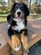 Bernese Mountain Dog Puppies for sale in Orange Park, FL 32073, USA. price: NA