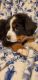 Bernese Mountain Dog Puppies for sale in Hillsboro, OH 45133, USA. price: NA
