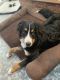 Bernese Mountain Dog Puppies for sale in Burke, VA, USA. price: $2,500