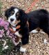 Bernese Mountain Dog Puppies for sale in 53871 Joe Wood Dr, Macomb, MI 48042, USA. price: NA