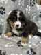 Bernese Mountain Dog Puppies for sale in Albia, IA 52531, USA. price: $2,500