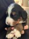 Bernese Mountain Dog Puppies for sale in Grandville, MI, USA. price: NA