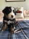 Bernese Mountain Dog Puppies for sale in Clinton, UT 84015, USA. price: $2,500