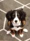 Bernese Mountain Dog Puppies for sale in Delmar, MD 21875, USA. price: $1,200