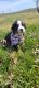Bernese Mountain Dog Puppies for sale in Elnora, IN 47529, USA. price: NA