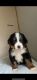 Bernese Mountain Dog Puppies for sale in Flat Rock, AL 35966, USA. price: NA