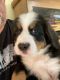 Bernese Mountain Dog Puppies for sale in Easton, MD 21601, USA. price: $1,850
