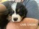 Bernese Mountain Dog Puppies for sale in Easton, MD 21601, USA. price: $1,850