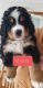 Bernese Mountain Dog Puppies for sale in Grandville, MI, USA. price: $1,800