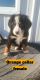 Bernese Mountain Dog Puppies for sale in IN-37, Harlan, IN, USA. price: $1,200