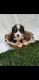 Bernese Mountain Dog Puppies for sale in Montezuma, GA 31063, USA. price: NA