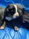 Bernese Mountain Dog Puppies for sale in 33 Craigue Hill Rd, Claremont, NH 03743, USA. price: $2,000