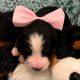 Bernese Mountain Dog Puppies for sale in Denton, TX, USA. price: $2,500