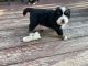 Bernese Mountain Dog Puppies for sale in Newburgh, NY 12550, USA. price: $4,400