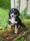 Bernese Mountain Dog Puppies for sale in Coshocton, OH 43812, USA. price: $2,000