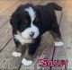 Bernese Mountain Dog Puppies for sale in Newburgh, NY 12550, USA. price: $4,400