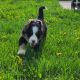 Bernese Mountain Dog Puppies for sale in Mason, WI 54856, USA. price: $1,200
