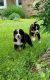 Bernese Mountain Dog Puppies for sale in Chelsea, MI 48118, USA. price: $1,500