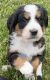 Bernese Mountain Dog Puppies for sale in Marlette, MI 48453, USA. price: $850