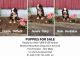 Bernese Mountain Dog Puppies for sale in Loganton, PA 17747, USA. price: $1,500