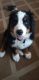 Bernese Mountain Dog Puppies for sale in Varna, IL 61375, USA. price: NA