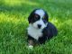 Bernese Mountain Dog Puppies for sale in Bronson, MI 49028, USA. price: NA