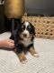 Bernese Mountain Dog Puppies for sale in Snohomish, WA 98290, USA. price: NA