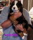 Bernese Mountain Dog Puppies for sale in Hanoverton, OH 44423, USA. price: NA