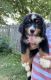 Bernese Mountain Dog Puppies for sale in Bedford, IN 47421, USA. price: $700