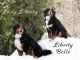 Bernese Mountain Dog Puppies for sale in Eden, UT 84310, USA. price: $2,500