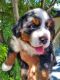 Bernese Mountain Dog Puppies for sale in Victor, MT 59875, USA. price: $1,800