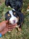 Bernese Mountain Dog Puppies for sale in Cleveland, OH 44135, USA. price: $2,500